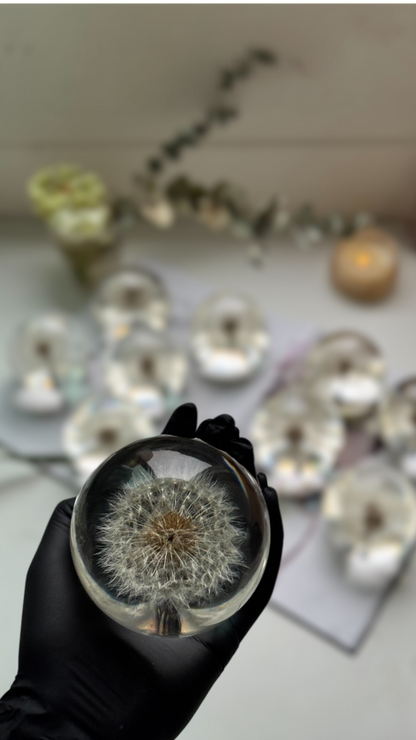 Esfera Dandelion Dente de Leão Eternizado - Escolha o tamanho 🤍