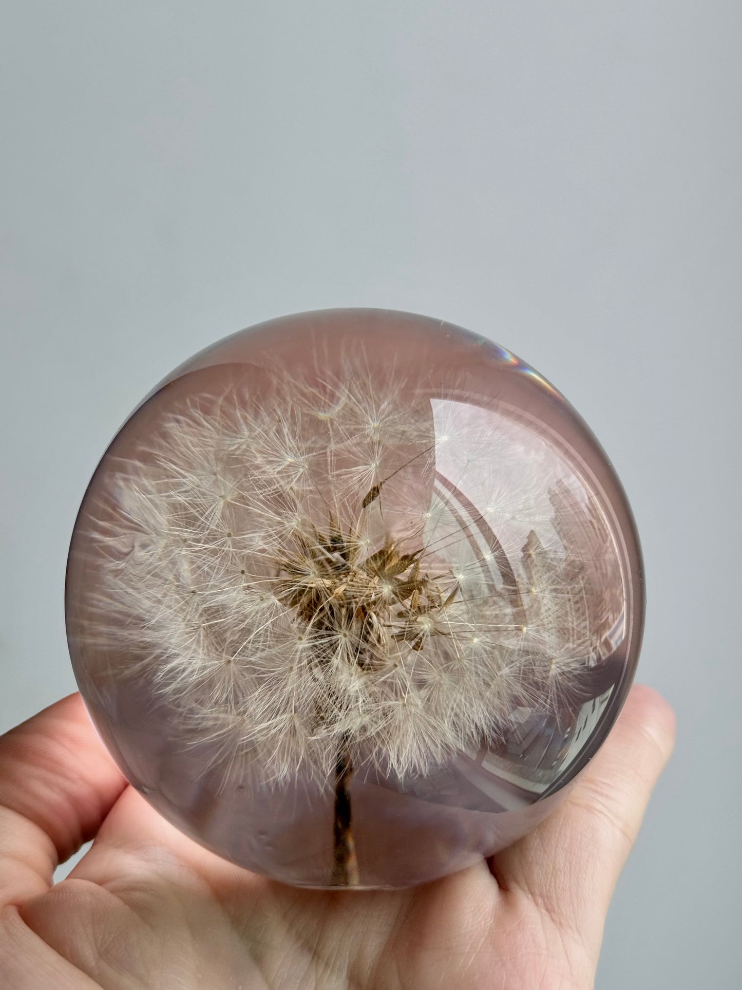 Esfera Dandelion Dente de Leão Eternizado - Escolha o tamanho 🤍