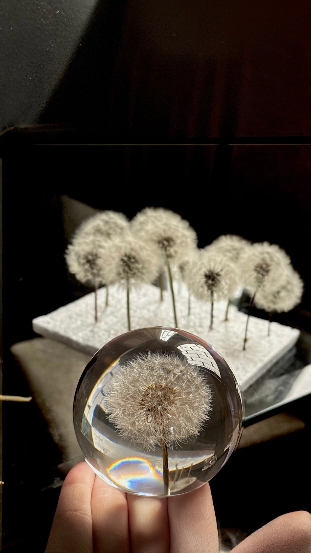 Esfera Dandelion Dente de Leão Eternizado - Escolha o tamanho 🤍