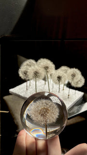Esfera Iluminada Dandelion Dente de Leão Eternizado - Escolha o tamanho 🤍