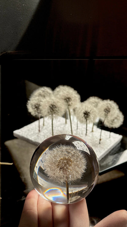Esfera Dandelion Dente de Leão Eternizado - Escolha o tamanho 🤍