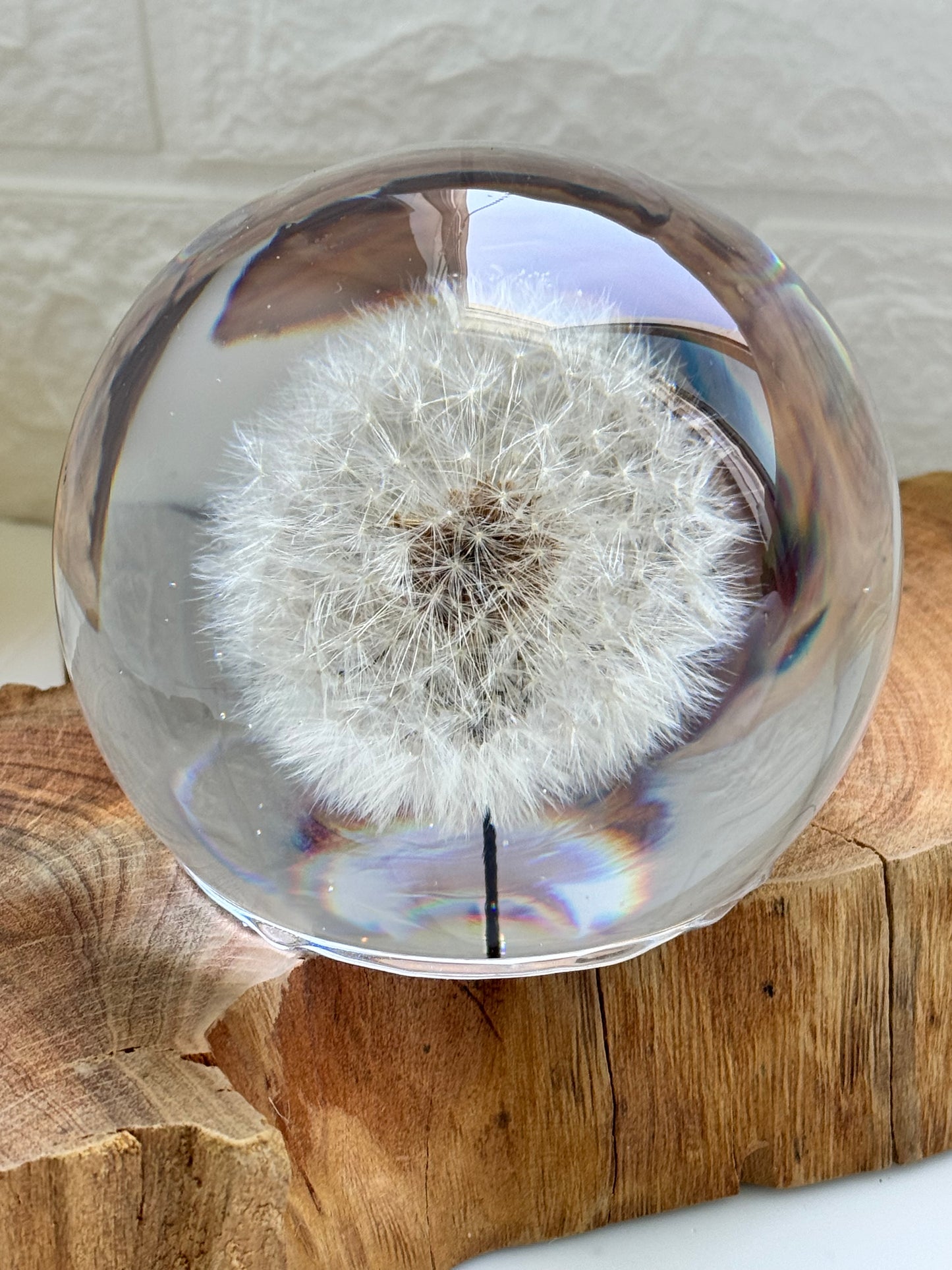 Esfera Dandelion Dente de Leão Eternizado - Escolha o tamanho 🤍