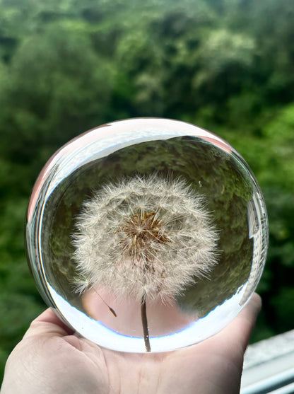 Esfera Dandelion Dente de Leão Eternizado - Escolha o tamanho 🤍
