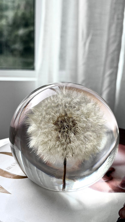 Esfera Dandelion Dente de Leão Eternizado - Escolha o tamanho 🤍