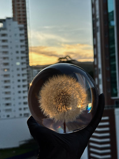 Esfera Dandelion Dente de Leão Eternizado - Escolha o tamanho 🤍