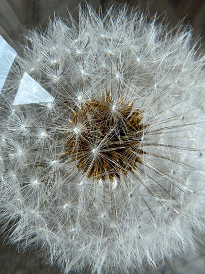 Esfera Dandelion Dente de Leão Eternizado - Escolha o tamanho 🤍
