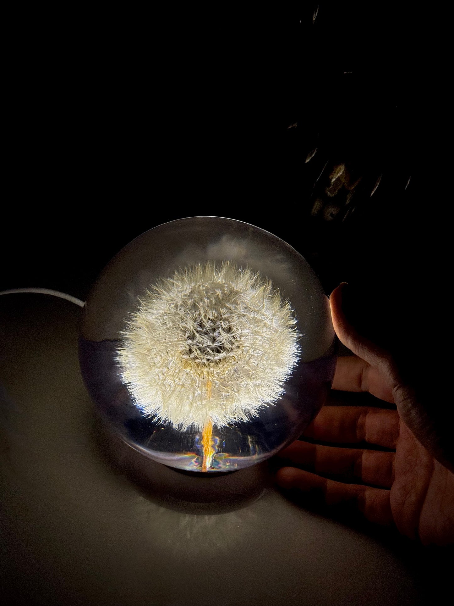 Esfera Dandelion Dente de Leão Eternizado - Escolha o tamanho 🤍