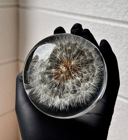 Esfera Dandelion Dente de Leão Eternizado - Escolha o tamanho 🤍