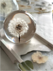 Esfera Iluminada Dandelion Dente de Leão Eternizado - Escolha o tamanho 🤍