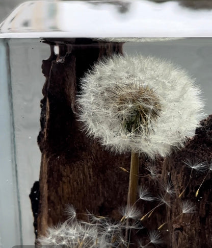 Escultura em Madeira Dandelion