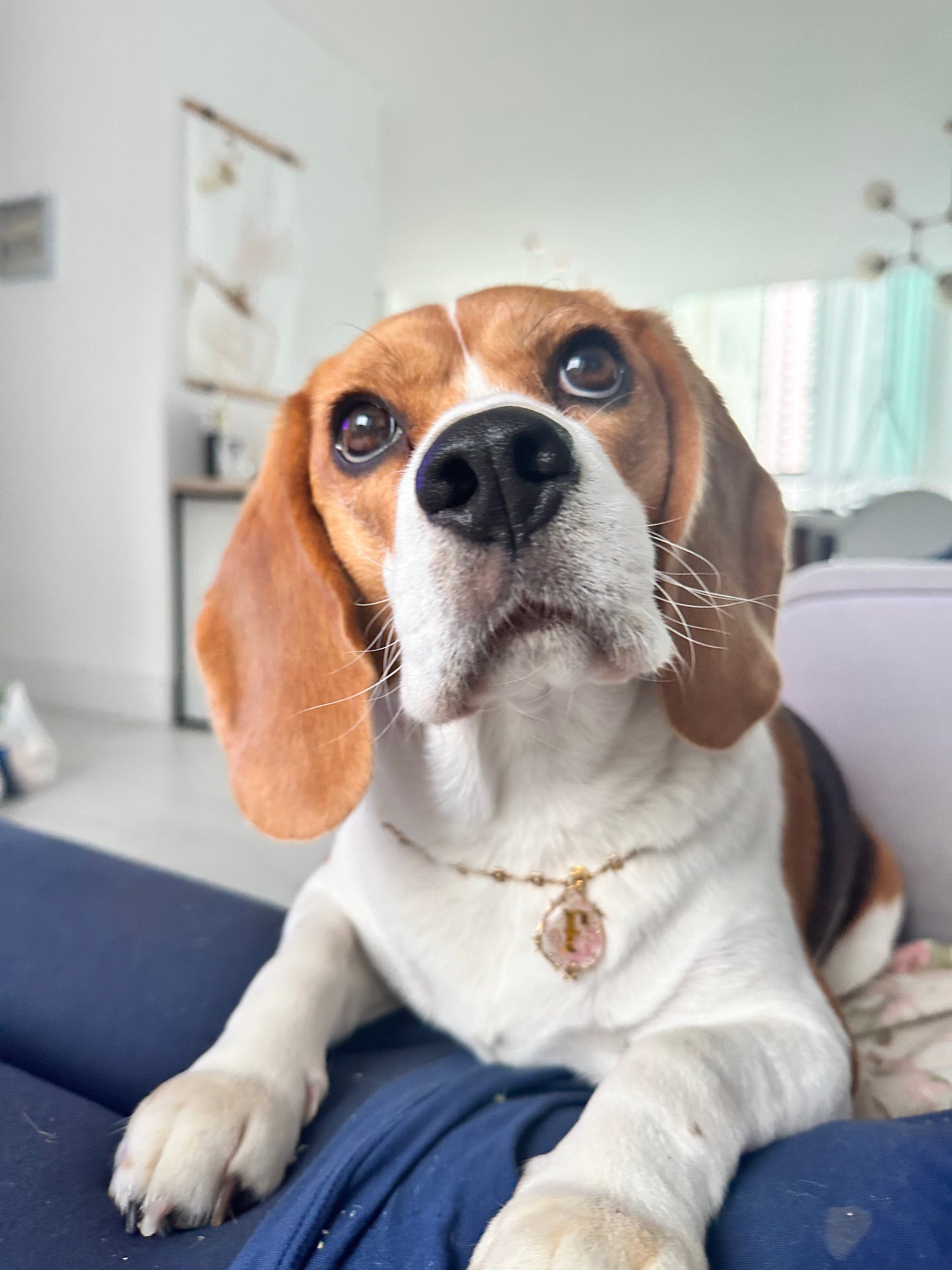 Dog Tag Medalhinha