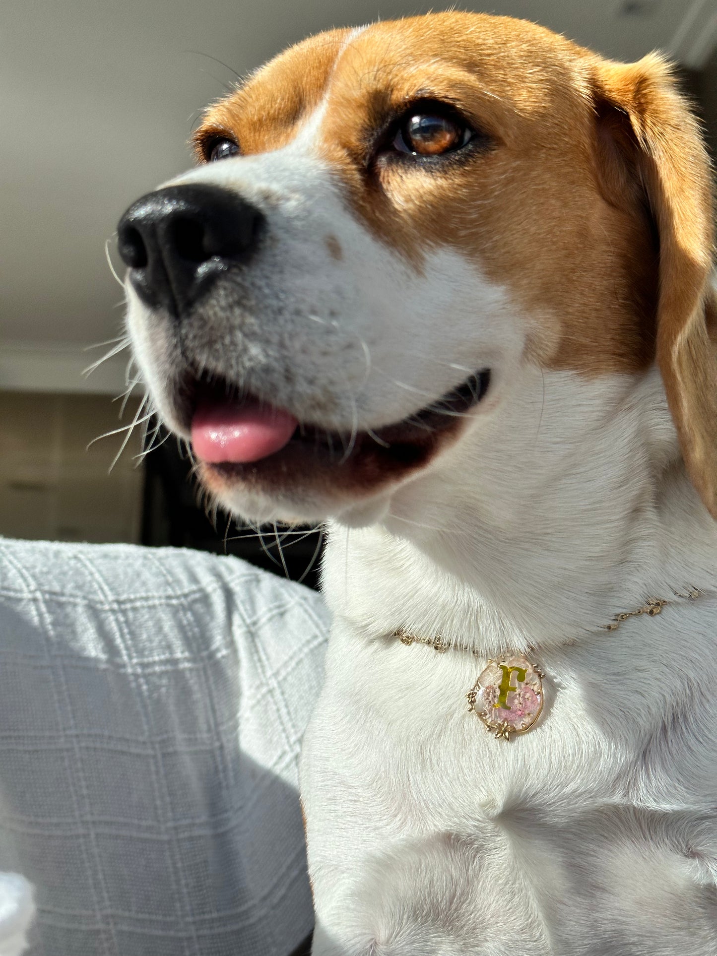 Dog Tag Medalhinha