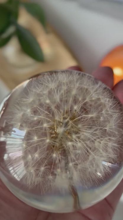 Esfera Dandelion Dente de Leão Eternizado - Escolha o tamanho 🤍